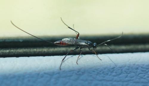 Réf. 236 677 : Cryptinae inconnu